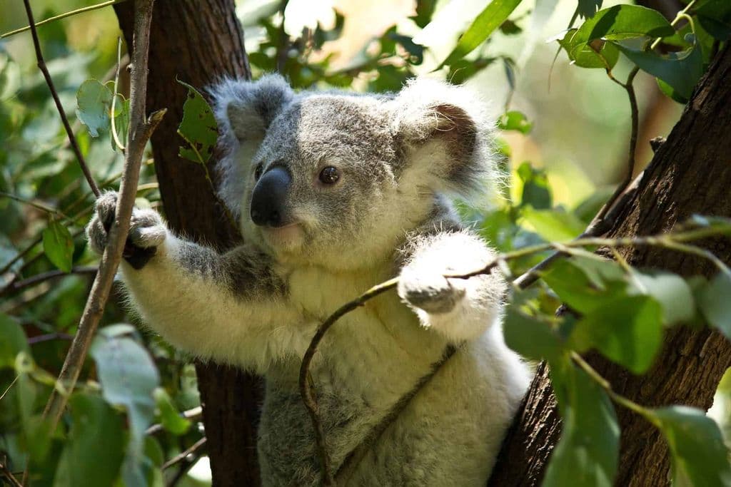 Koala in een boom.