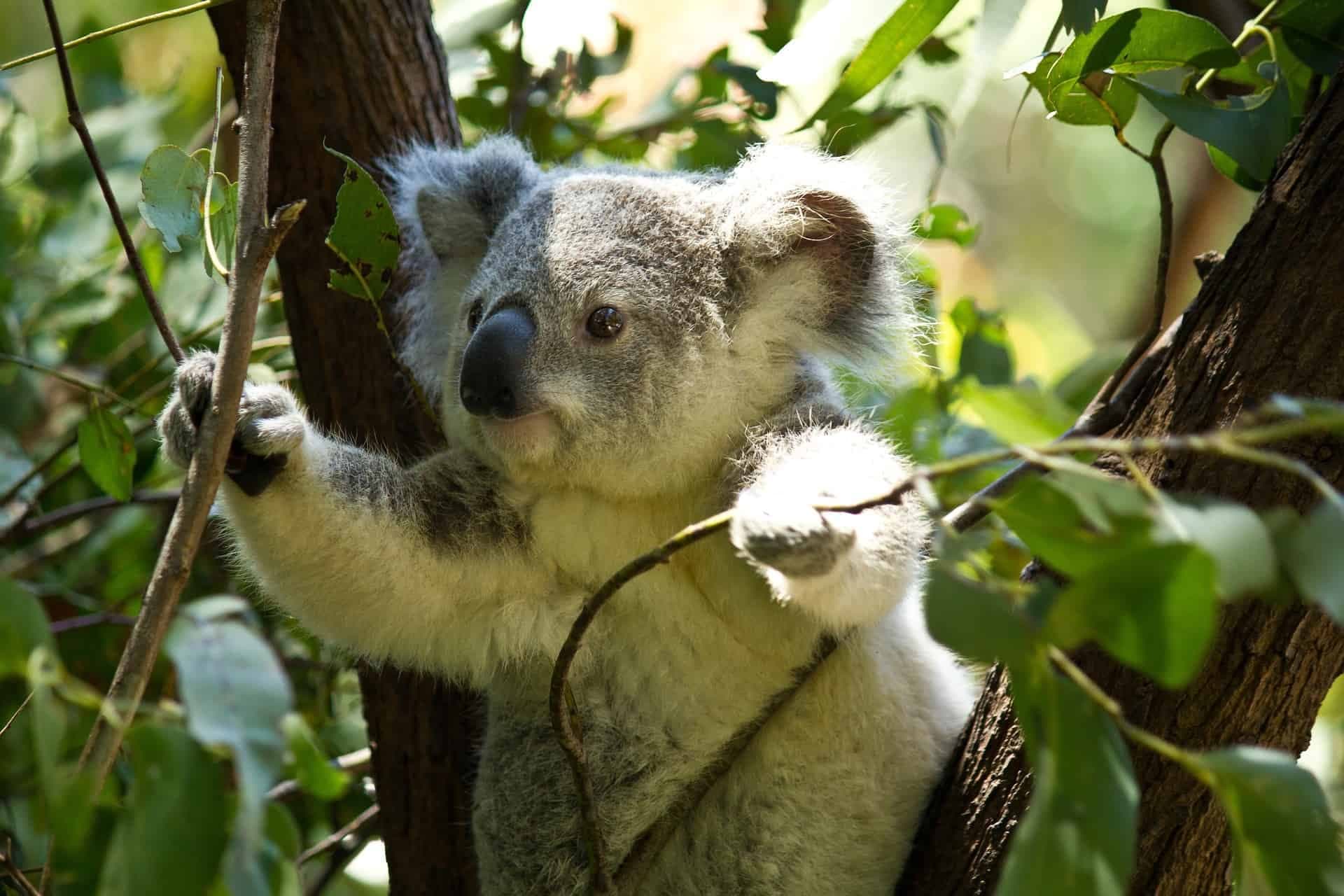 Koala in een boom.