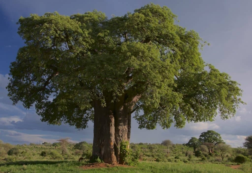 Een grote boom in nationaal park Tarangire in Tanzania.