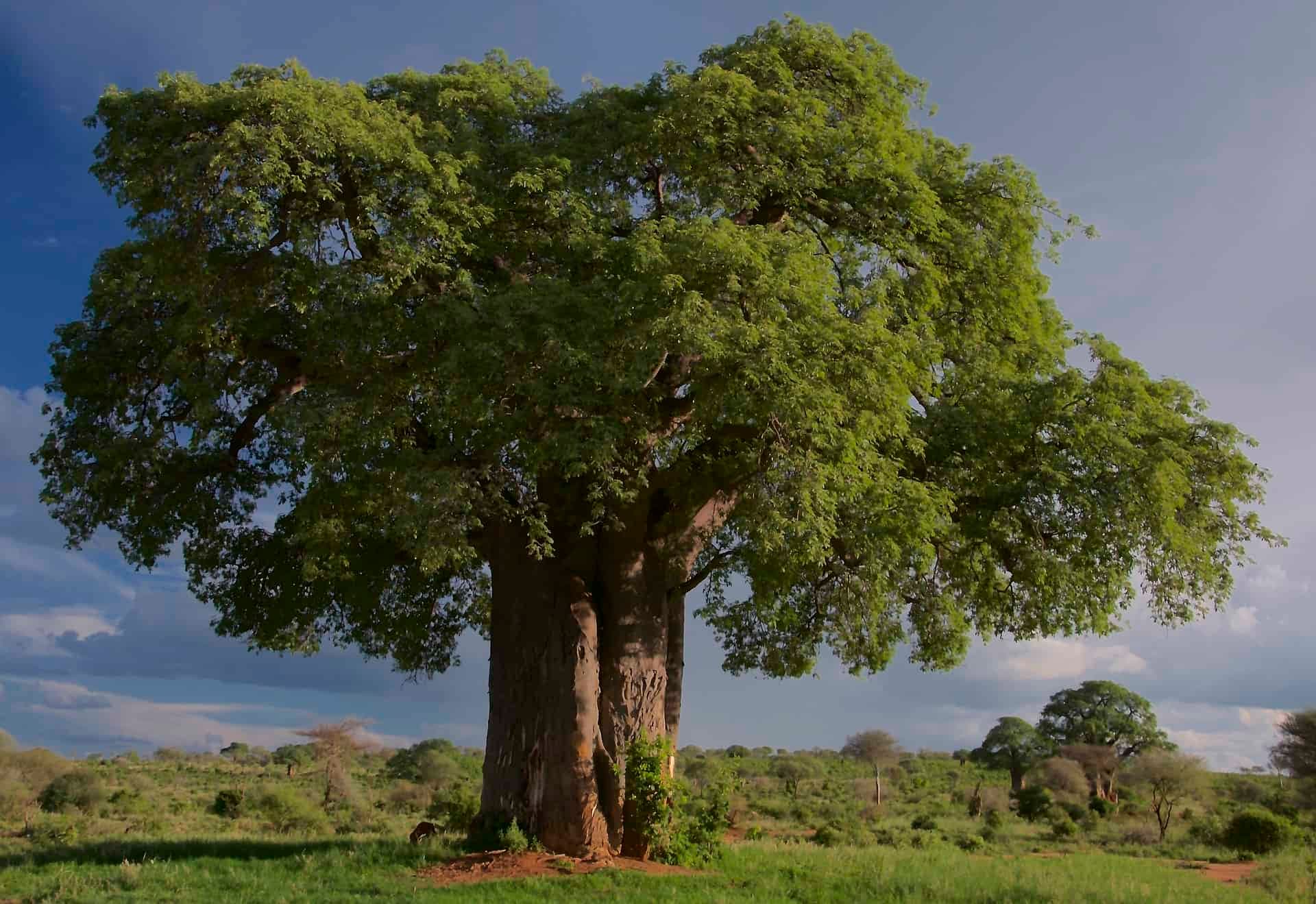 Een grote boom in nationaal park Tarangire in Tanzania.