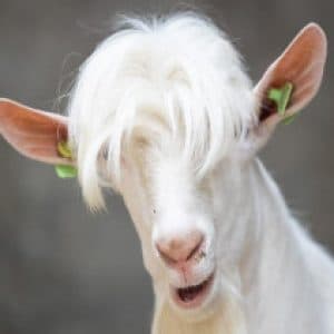 Profielfoto van lid