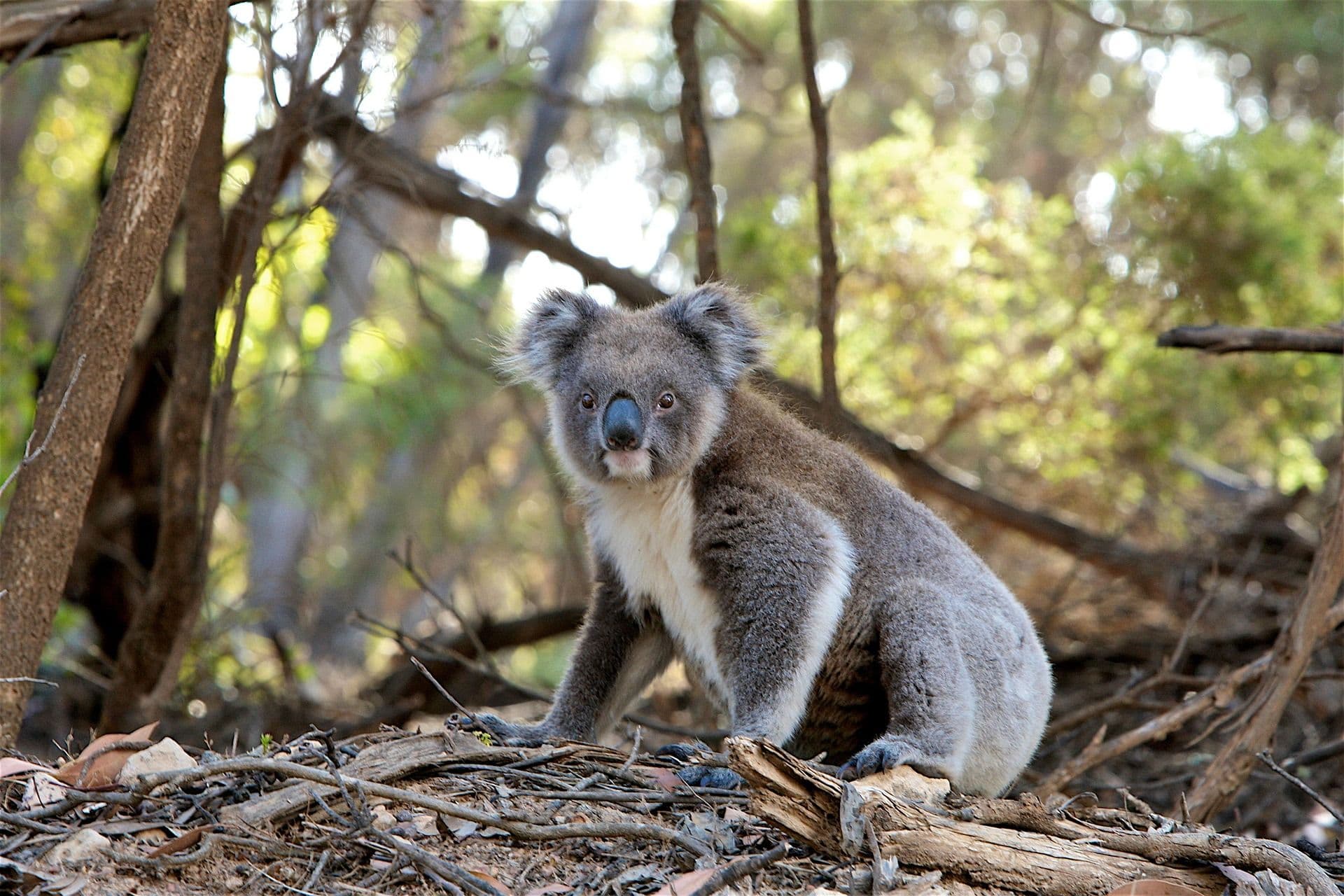 Een koala zit in het bos.